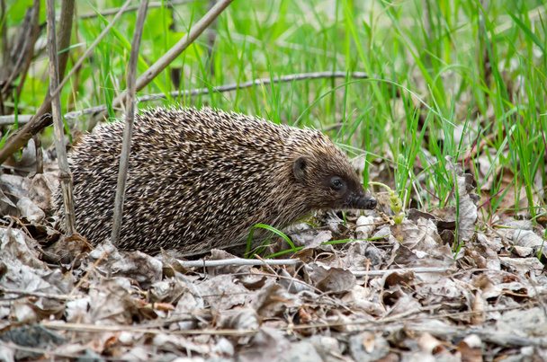 European hedgehog in the forest in its natural habitat. Fauna of Ukraine. Closeup. - Photo, Image