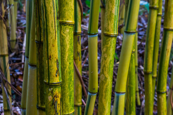 rilassante sfondo natura, giallo con tronchi di bambù verde in macro primo piano - Foto, immagini