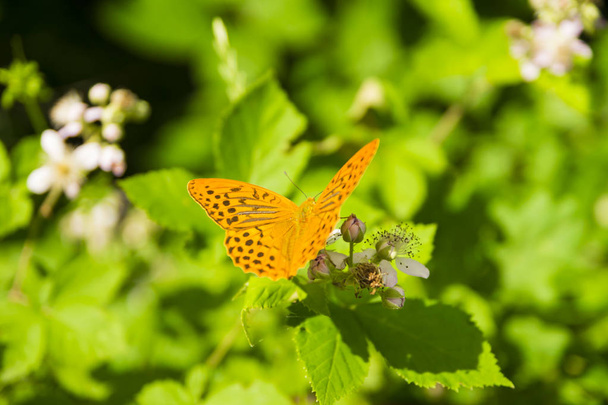 Színes pillangó át a zöld levelek - Fotó, kép