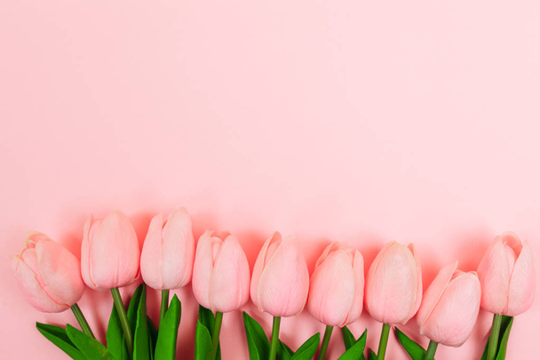 Spring pink tulips, on a pink background. Women's Day - 写真・画像