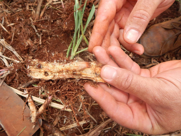 Suikerriet pest, insect genoemd: "Bicudo da Cana-de-Acucar". Wetenschappelijke naam: Sphenophorus levis - Foto, afbeelding