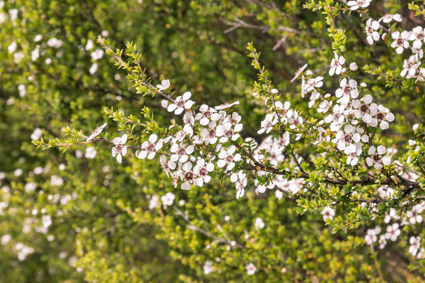 Új-zélandi teatree bush, fehér virágok, virágos - Fotó, kép