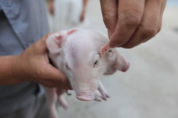 Китайский фермер показывает двухголовую свинью на ферме в городе Синькоу, Тяньцзинь, Китай, 28 августа 2015 г.
 - Фото, изображение