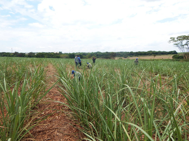 Suchou slámu v plantáže cukrové třtiny. Zemědělství v Brazílii a péče o enviroiment. - Fotografie, Obrázek