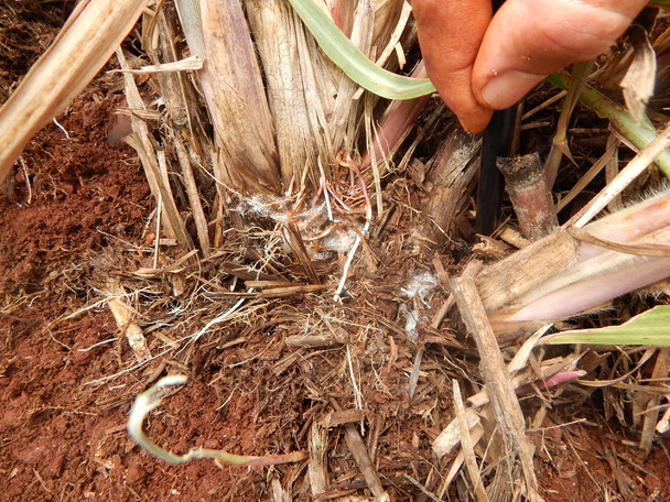 Болезнь сахарного тростника. Научное название: Mahanarva fimbriolata
. - Фото, изображение