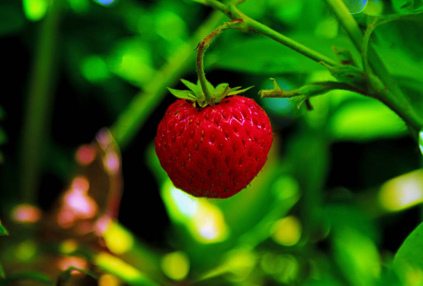 Lesní jahody, visí v lese  - Fotografie, Obrázek