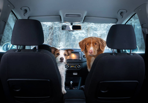 two cute dogs in the car on the seat look. A trip with a pet. Nova Scotia Duck Tolling Retriever and a Jack Russell Terrier - Fotoğraf, Görsel