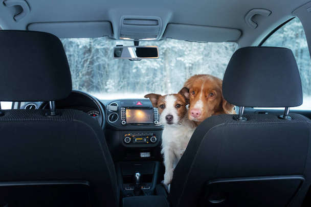 two cute dogs in the car on the seat look. A trip with a pet. Nova Scotia Duck Tolling Retriever and a Jack Russell Terrier - Foto, Imagem