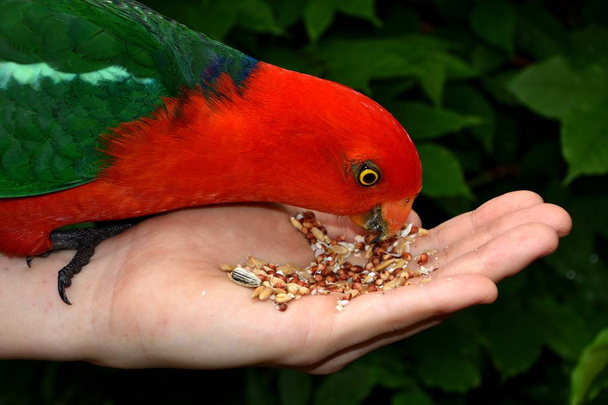 Ручная подача семян самцу короля попугая
 - Фото, изображение