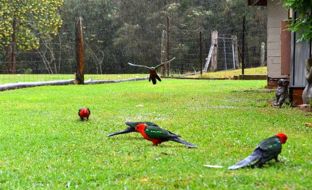 Vrouwelijke en mannelijke koning papegaaien in de regen op gras - Foto, afbeelding