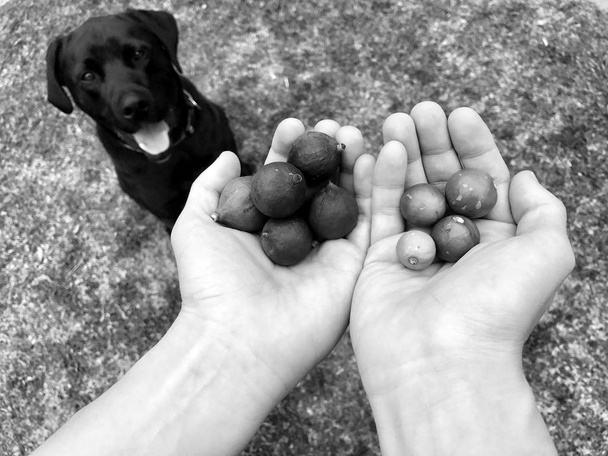 Two hands holding freshly picked macadamia nuts with a black Labrador sitting in the background - Photo, Image