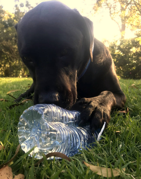 Un Labrador negro tendido sobre hierba, felizmente masticando una botella de agua
 - Foto, Imagen