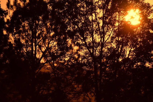 Bir okaliptüs ağacında gece karanlığında parlayan güneş - Fotoğraf, Görsel