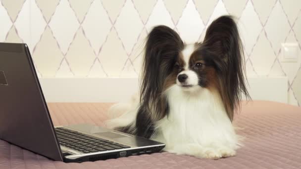 Papillon dog is lying near the laptop on the bed stock footage video - Filmati, video