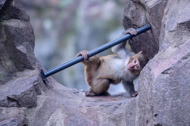 Una scimmia gioca con un tubo di plastica allo zoo di Hangzhou nella città di Hangzhou, provincia di Zhejiang nella Cina orientale, 1 febbraio 2015
 - Foto, immagini