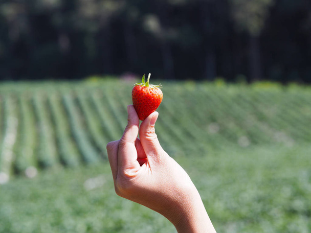 Cerrar la mano sosteniendo fresa roja sobre el fondo borroso de la granja verde en el día soleado
. - Foto, imagen