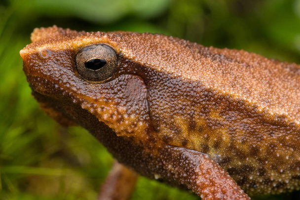 Красиві Кінабалу липким жаба Сабах, Борнео - Фото, зображення
