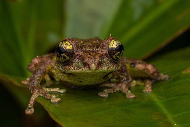 Macro Image of Mossy Tree Frog: Rhacophorus everetti (en inglés). Sabah, Borneo. Tomado por la noche, Adorable rana musgosa lindo árbol de Borneo
  - Foto, imagen