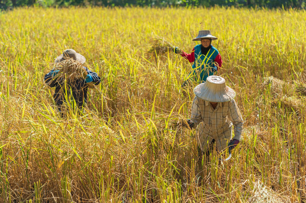 NAKHON RATCHASIMA, THAILAND - DECEMBER 31, Unidentified farmer woman using sickle to harvesting rice in field. - Photo, Image