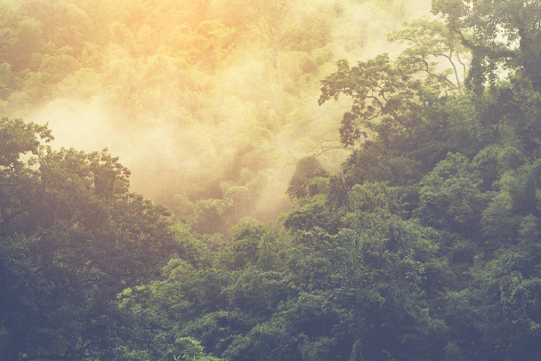 asiatischen tropischen Regenwald, Natur Blick Hintergrund - Foto, Bild