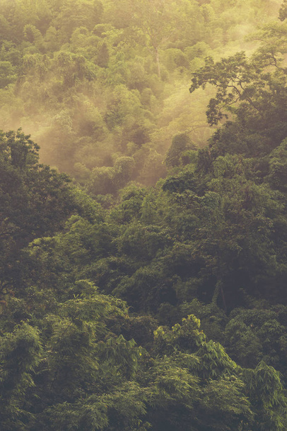 Aziatische tropische regenwoud, de achtergrond van de weergave van de natuur - Foto, afbeelding