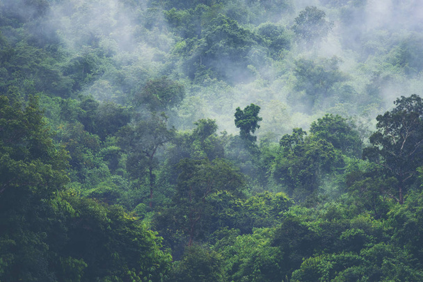 mély trópusi erdő, a fa mennyezet és a köd - Fotó, kép