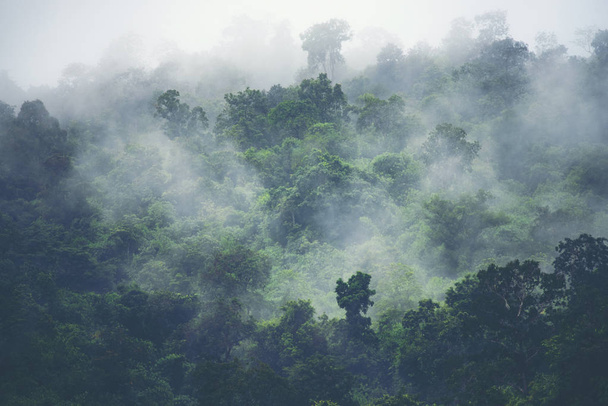 de weergave van de natuur van regenwoud, vintage filter afbeelding - Foto, afbeelding