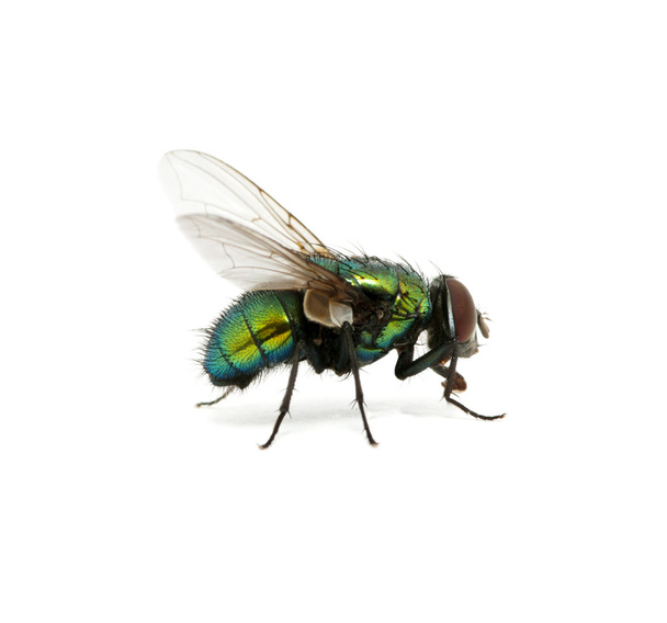 green fly - Photo, Image
