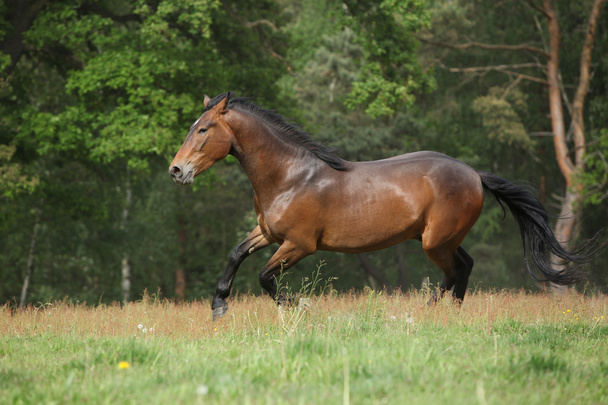 Коричневая лошадь бежит перед лесом
 - Фото, изображение