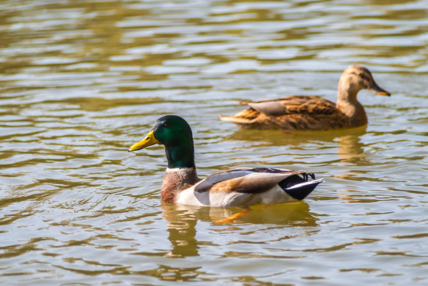 Duck swimming in the pond - Foto, Bild