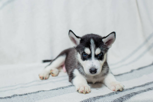 Husky puppy sitting on a wooden bench background. Puppy black and white color. A dog lying on a light parquet. Animal gaze. Friend of human. A dog with blue eyes. - Fotoğraf, Görsel