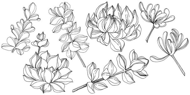 Vektor zamatos floral botanikus virág. Fekete-fehér vésett tinta art. Elszigetelt succulents ábra elem. - Vektor, kép