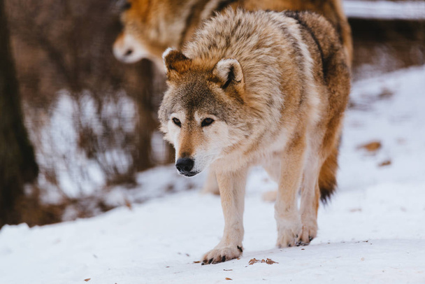 Wolf in the winter forest - Photo, Image