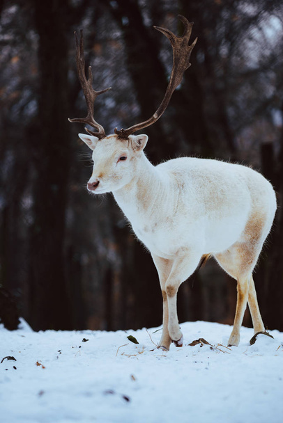 Albino white Fallow Deer Buck Dama Dama в зимнем лесу
 - Фото, изображение