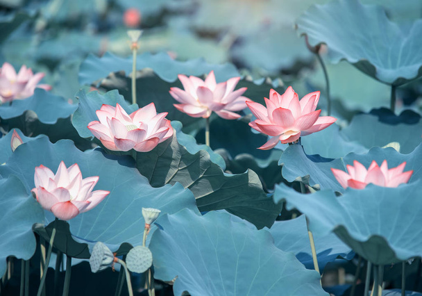 Blühende Lotusblume im Garten - Foto, Bild