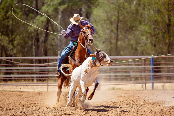 Ковбой верхом на лошади, пытающийся лассо бегущего теленка во время командного мероприятия на деревенском родео
 - Фото, изображение