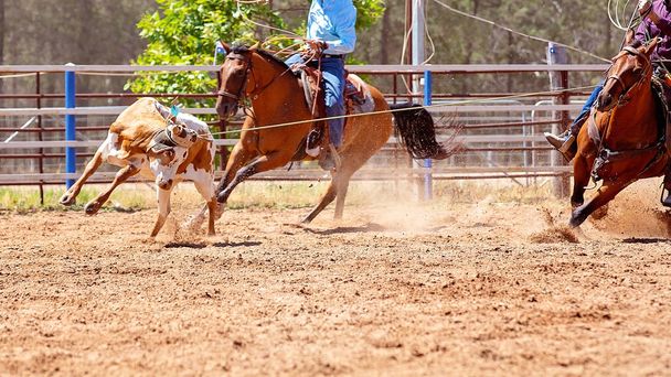 Un cavaliere lassoing un vitello durante un evento di cordata squadra a un rodeo paese
 - Foto, immagini