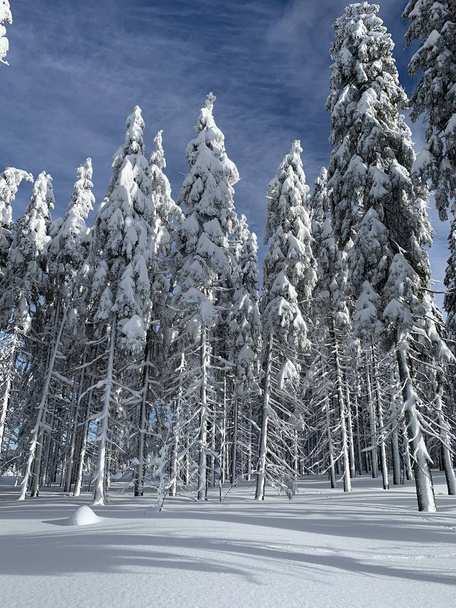 Winterlandschaft. schneebedeckter Nadelwald mit blauem Himmel - Foto, Bild