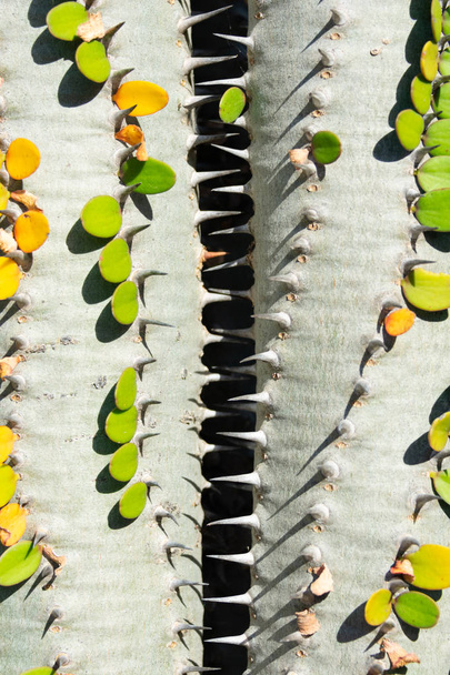 Deux plantes de cactus aux feuilles vertes et jaunes (alluaudia procera) formant un espace en forme de zip, image rapprochée, texture abstraite de fond, papier peint naturel
 - Photo, image