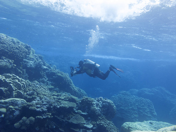 Barevný korálový útes na konci tropické moře, potápěč, fotograf, podvodní krajiny - Fotografie, Obrázek