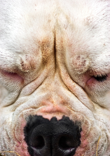Portrait of American Bulldog - 写真・画像