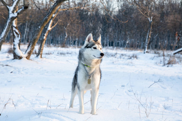 ハスキー犬雪冬公園で遊んで - 写真・画像