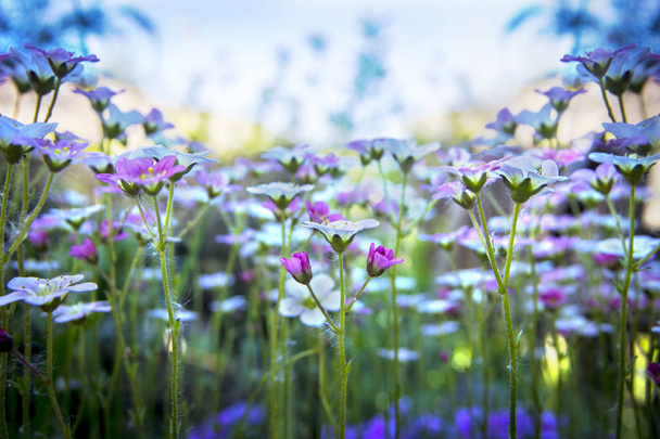 Pequeño saxifraje blanco-rosado sobre un suave fondo de cielo azul con un enfoque suave. Hermosas flores en el prado de verano en el día soleado, fondo floral con espacio de copia
. - Foto, imagen