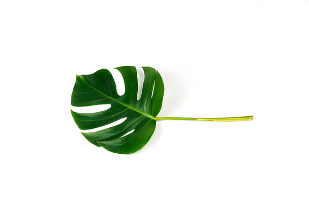 Monstera green leaf isolated on white background. Palm leaf, Real tropical jungle foliage Swiss cheese plant. Flat lay and top view. Nature object. - Foto, afbeelding
