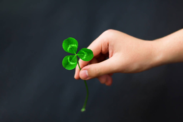 A hand is holding a green three-leaf clover on a black dark background. Close-up. Detailed. View from above. Free space for text. Copypaste - Photo, Image