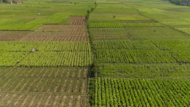 maatalousmaa Indonesiassa - Materiaali, video