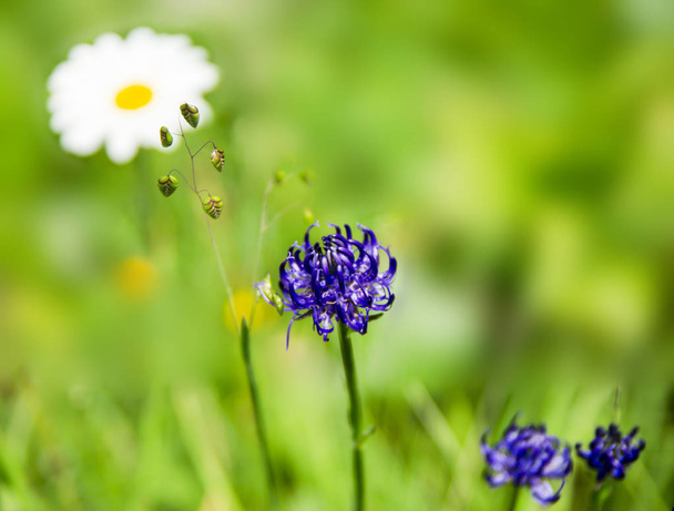 Fondos de pantalla fondo floral. Rampión de cabeza redonda Phyteuma orbiculare flor silvestre de verano azul púrpura
. - Foto, imagen
