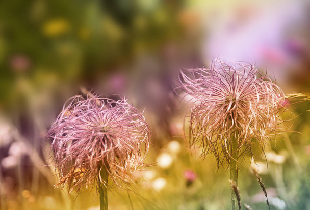 Wallpaper floral background .Creative style with colored filters. Pulsatilla vulgaris (Alpine pasque flower), Alps mountains. - Photo, Image
