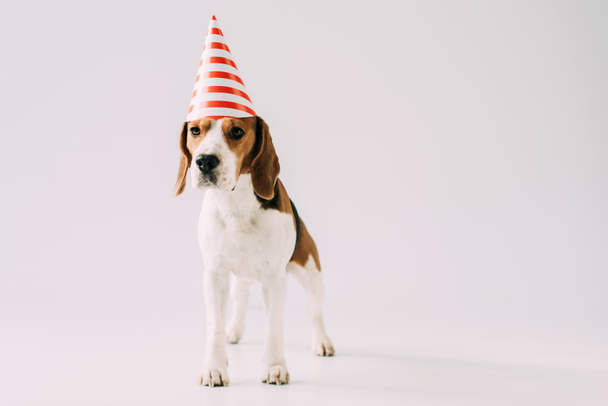 Niedlicher Beagle-Hund steht in Partymütze auf grauem Hintergrund - Foto, Bild