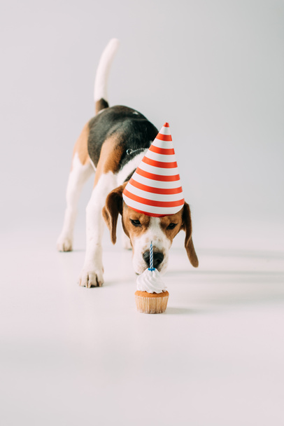 χαριτωμένο beagle σκυλί στο κόμμα καπάκι μυρίζοντας cupcake σε γκρίζο φόντο - Φωτογραφία, εικόνα